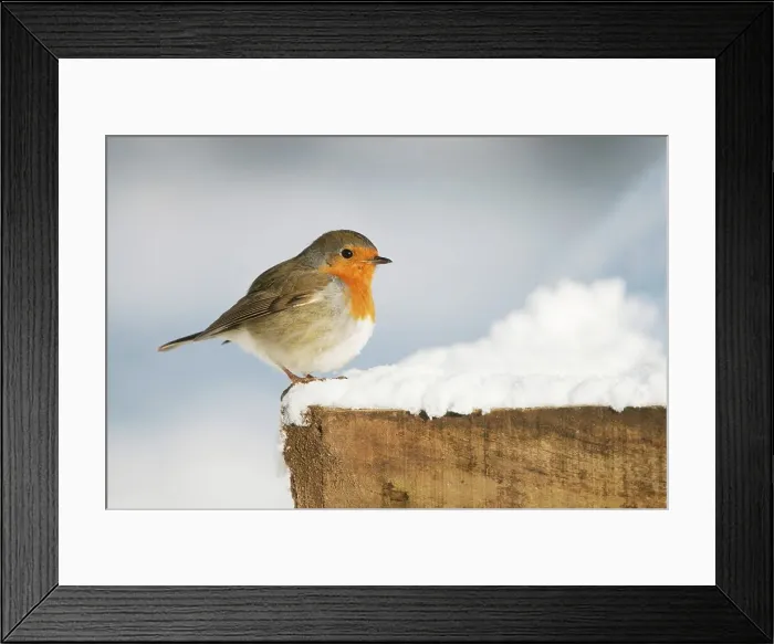 Framed Print : United Kingdom, Norfolk, Robin (Erithacus rubecula) adult perched on bird table Framed Print : United Kingdom, Norfolk, Robin (Erithacus rubecula) adult perched on bird table