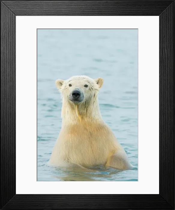 Framed Print : polar bear, Ursus maritimus, profile of a young bear in the water along the coast Framed Print : polar bear, Ursus maritimus, profile of a young bear in the water along the coast
