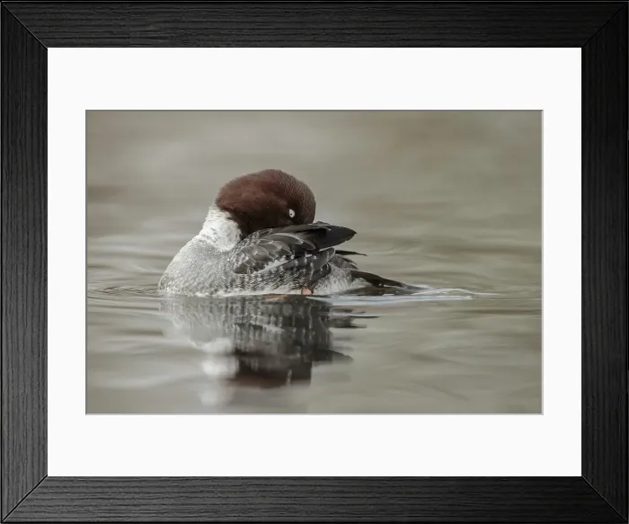 Framed Print : Pochard Duck, Female, reflection