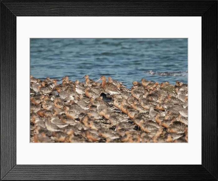 Framed Print : UK, Norfolk, Black-tailed Godwit Framed Print : UK, Norfolk, Black-tailed Godwit