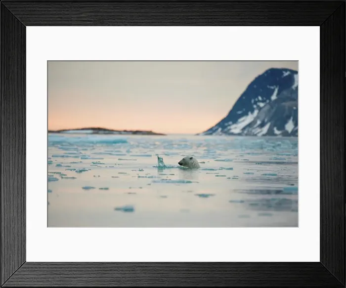 Framed Print : Polar bear (Ursus maritimus), boar swims in waters off Fuglefjorden
