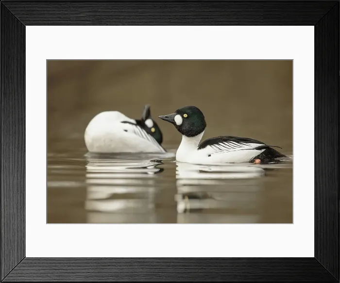 Framed Print : Goldeneye Duck, Bucephala, Pair of Males Framed Print : Goldeneye Duck, Bucephala, Pair of Males