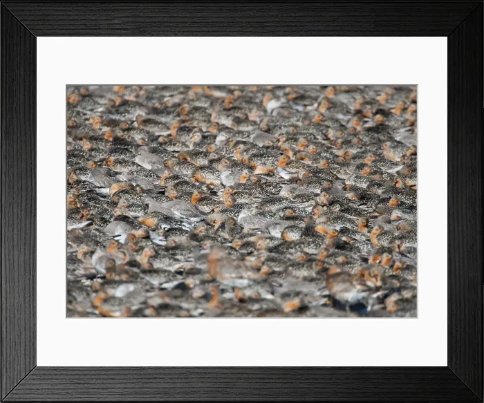 Framed Print : UK, Norfolk, Knot, Calidris canutus Framed Print : UK, Norfolk, Knot, Calidris canutus