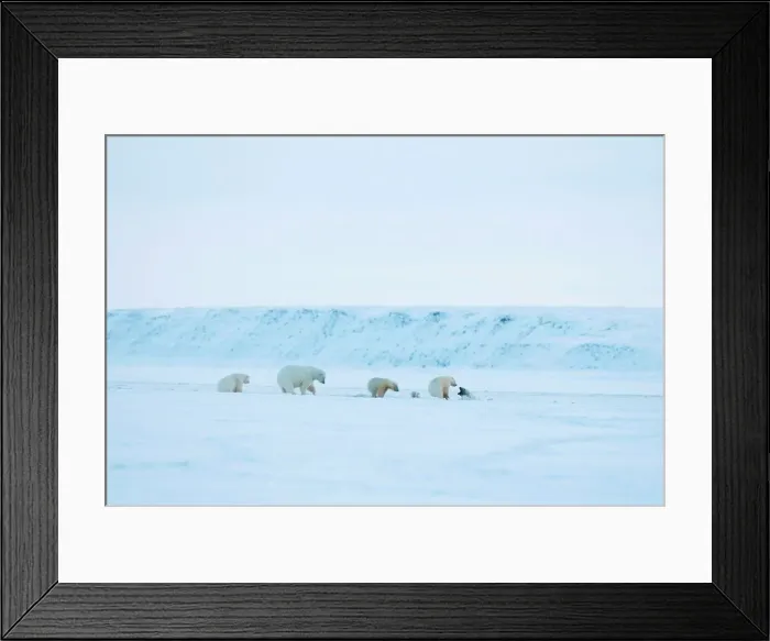 Framed Print : polar bear, Ursus maritimus Framed Print : polar bear, Ursus maritimus