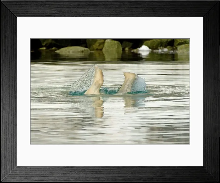 Framed Print : Polar bear (Ursus maritimus), boar dives down to feed on the remains of an underwater fin whale carcass in Sallyhammna