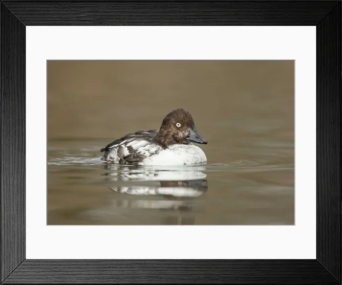 Framed Print : Goldeneye Duck, Bucephala, Feale Framed Print : Goldeneye Duck, Bucephala, Feale