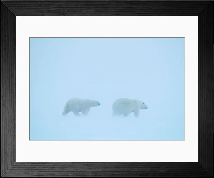 Framed Print : polar bear, Ursus maritimus, sow with subadult cub travel along the foggy coast during fall freeze up Framed Print : polar bear, Ursus maritimus, sow with subadult cub travel along the foggy coast during fall freeze up