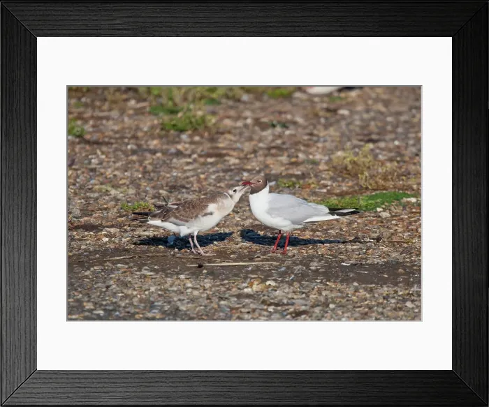Framed Print : UK, Norfolk, Snettisham, immature Black-headed Gull Framed Print : UK, Norfolk, Snettisham, immature Black-headed Gull