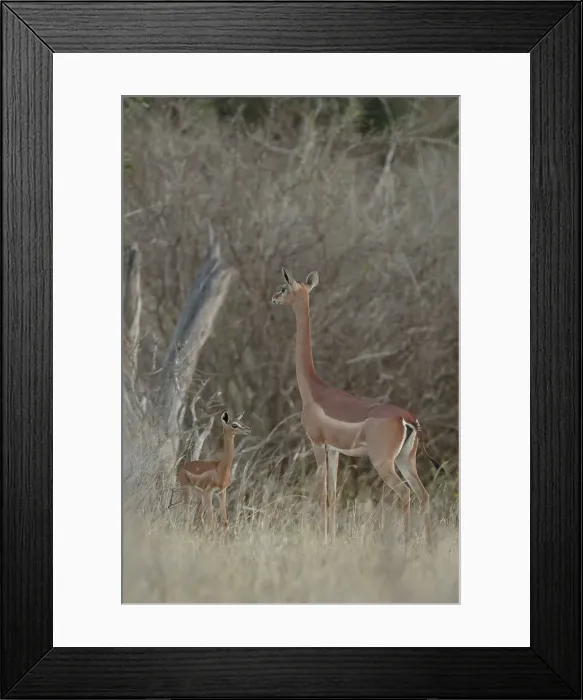 Framed Print : Gerenuk, Wallers Gazelle, Litocranius walleri Framed Print : Gerenuk, Wallers Gazelle, Litocranius walleri