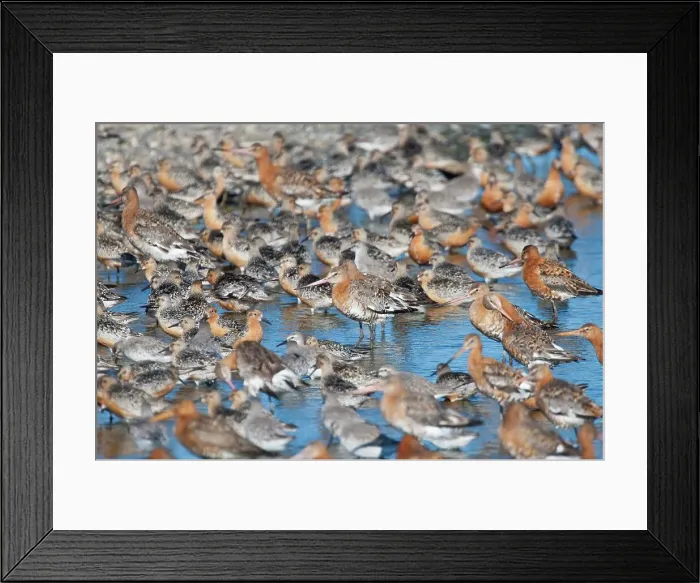 Framed Print : UK, Norfolk, Snettisham, Black tailed Godwit Framed Print : UK, Norfolk, Snettisham, Black tailed Godwit
