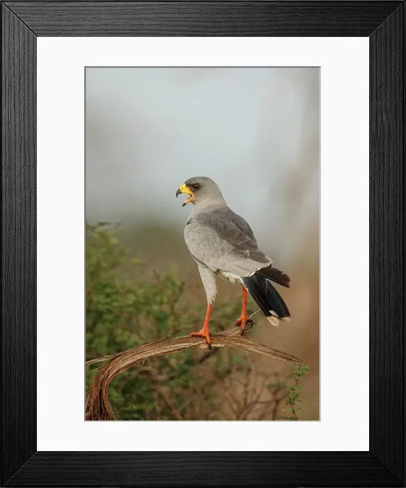 Framed Print : Pale Chanting Goshawk, Melierax canorus Framed Print : Pale Chanting Goshawk, Melierax canorus