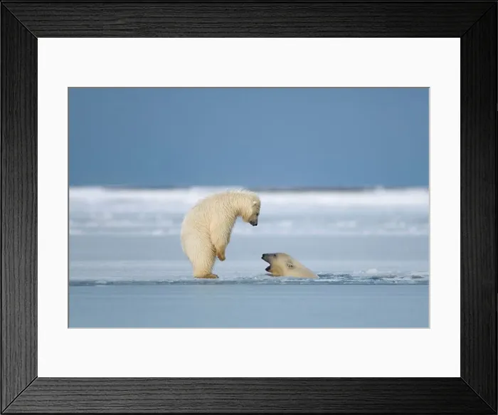 Framed Print : Polar Bears Playing On Newly Forming Pack Ice Framed Print : Polar Bears Playing On Newly Forming Pack Ice