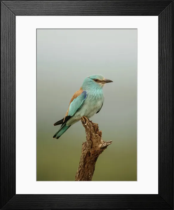 Framed Print : Abyssinian Roller, Coracias abyssinicus