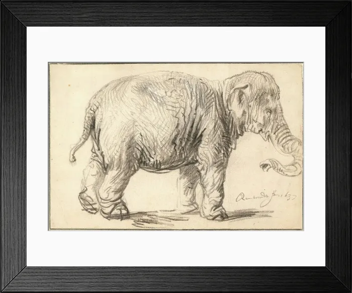 Framed Print : An Elephant by Rembrandt van Rhijn (1606-1669) / Albertina Framed Print : An Elephant by Rembrandt van Rhijn (1606-1669) / Albertina