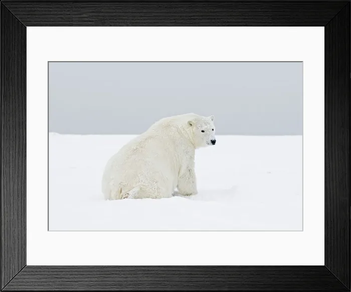 Framed Print : A subadult young polar bear (Ursus maritimus) boar rests on newly formed pack ice during the Fall freeze up