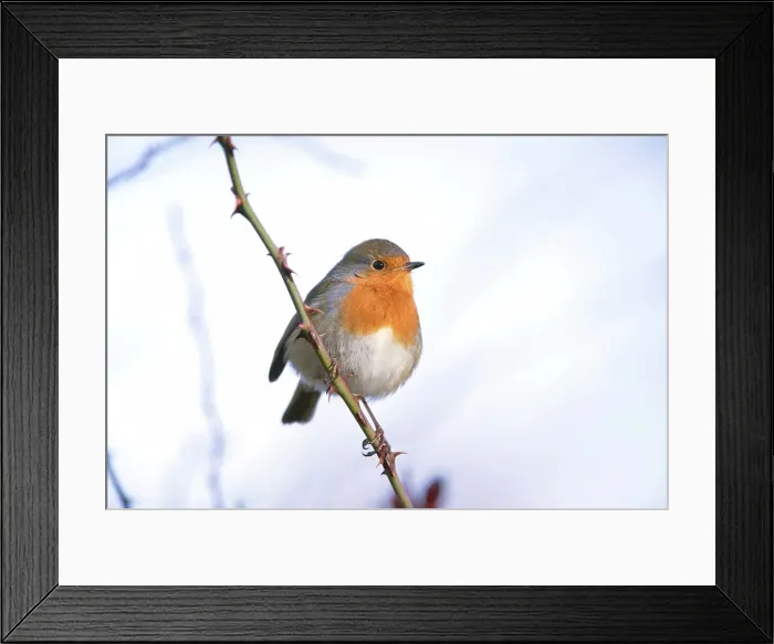 Framed Print : Robin (Erithacus rubecula) adult perched in on branch in the snow Framed Print : Robin (Erithacus rubecula) adult perched in on branch in the snow