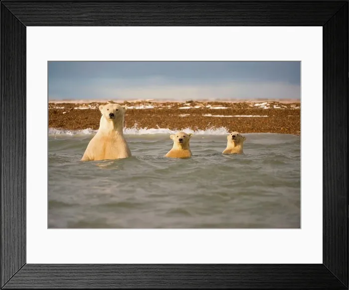 Framed Print : polar bear, Ursus maritimus, sow with pair of spring cubs in waters off Bernard Spit Framed Print : polar bear, Ursus maritimus, sow with pair of spring cubs in waters off Bernard Spit