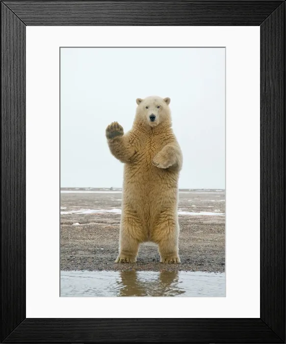 Framed Print : polar bear, Ursus maritimus, young bear stands on its hind legs and balances itself along the coast Framed Print : polar bear, Ursus maritimus, young bear stands on its hind legs and balances itself along the coast