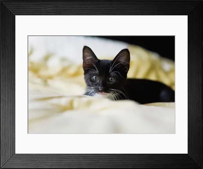 Framed Print : Black kitten relaxing on bed Framed Print : Black kitten relaxing on bed