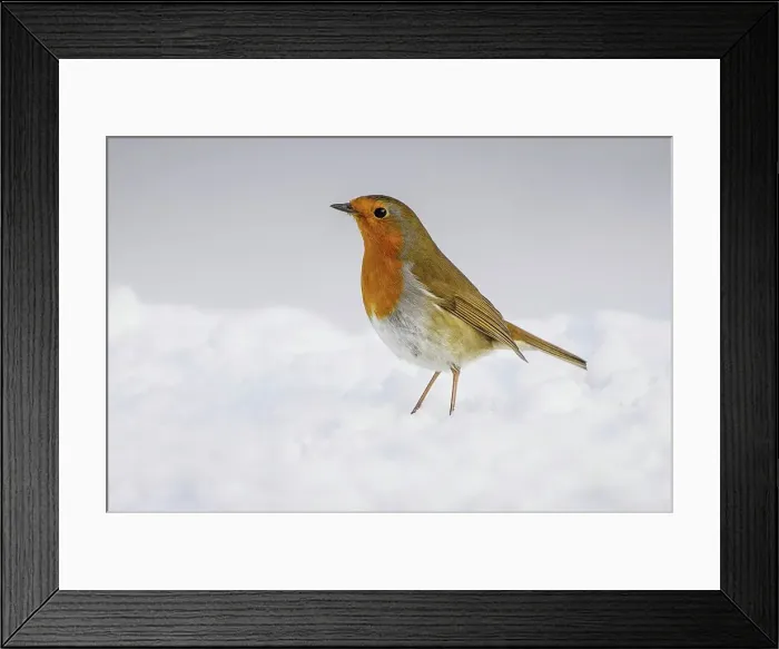 Framed Print : Robin (Erithacus rubecula) adult perched in snow Norfolk U Framed Print : Robin (Erithacus rubecula) adult perched in snow Norfolk U