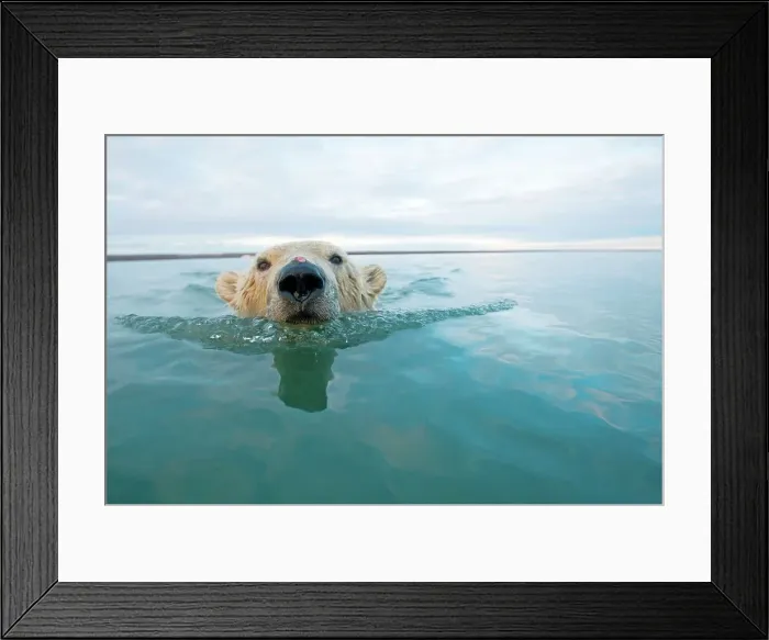 Framed Print : polar bear, Ursus maritimus, close up of a curious young bear swimming in waters off Bernard Spit Framed Print : polar bear, Ursus maritimus, close up of a curious young bear swimming in waters off Bernard Spit