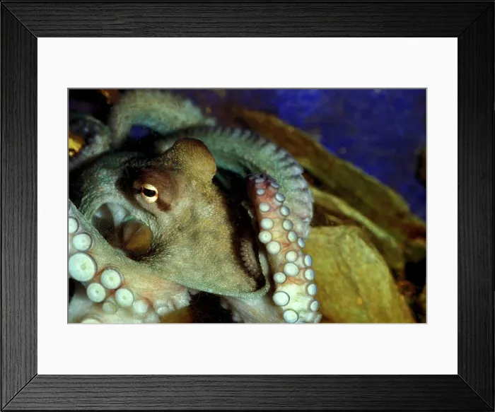 Framed Print : Common Octopus Octopus Vulgaris