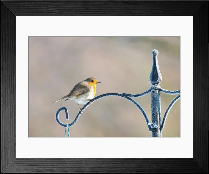 Framed Print : Robin (Erithacus rubecula) adult perched in on feeder in the snow Framed Print : Robin (Erithacus rubecula) adult perched in on feeder in the snow