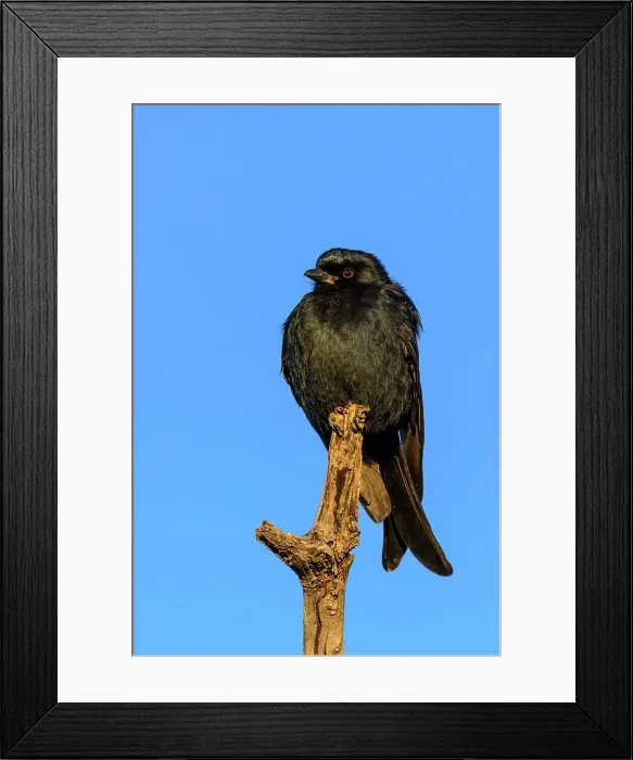 Framed Print : Fork-tailed Drongo, also called the Common Drongo Framed Print : Fork-tailed Drongo, also called the Common Drongo