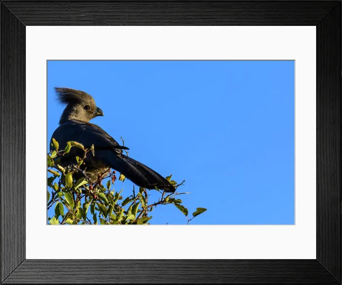 Framed Print : Grey Go-away-bird, goaway bird Grey Lourie Framed Print : Grey Go-away-bird, goaway bird Grey Lourie