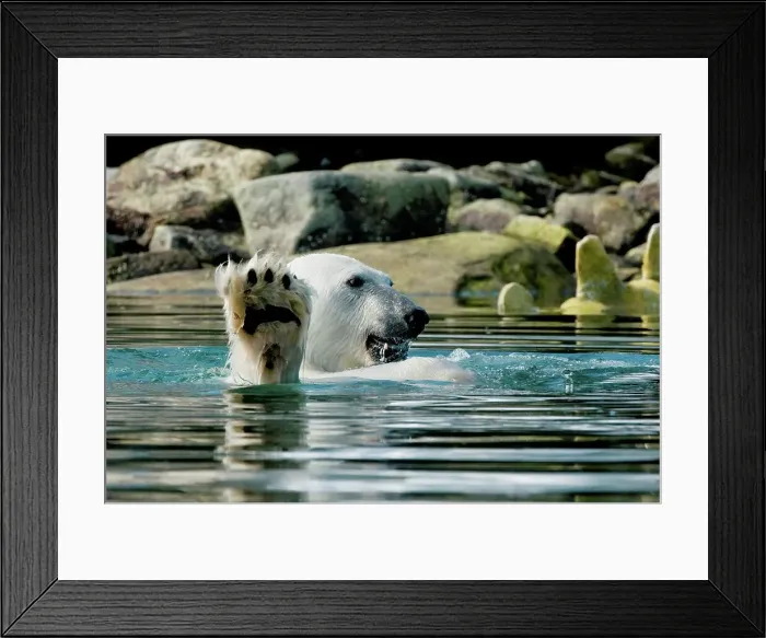 Framed Print : Polar bear (Ursus maritimus), boar feeds on a submerged fin whale carcass in shallow waters along Sallyhammna