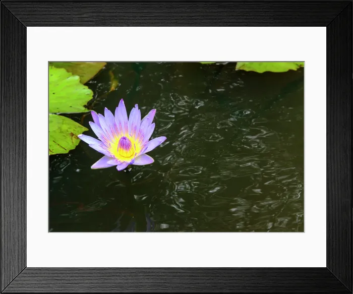 Framed Print : Water Lily. Kosi Bay. Isimangaliso Wetland Park Framed Print : Water Lily. Kosi Bay. Isimangaliso Wetland Park