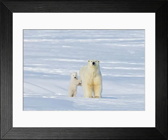 Framed Print : A polar bear (Ursus maritimus) sow with her spring cub Framed Print : A polar bear (Ursus maritimus) sow with her spring cub