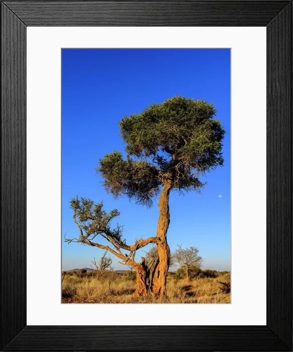 Framed Print : Shepherd's tree, Witgat, Mohlpi Framed Print : Shepherd's tree, Witgat, Mohlpi