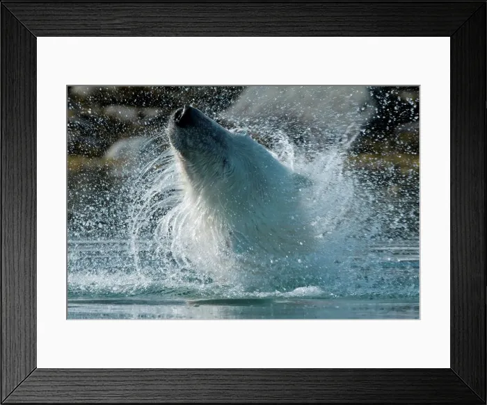 Framed Print : Polar bear (Ursus maritimus)