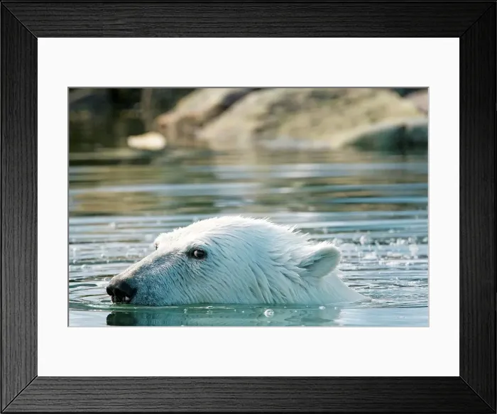 Framed Print : Polar bear (Ursus maritimus), boar swims in an inlet along Sallyhamna (Sally Bay)