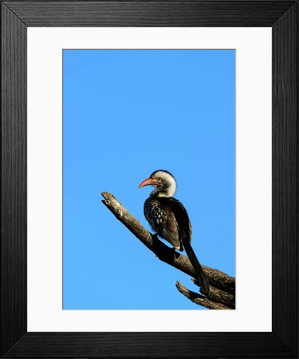 Framed Print : Mashatu Game Reserve Framed Print : Mashatu Game Reserve