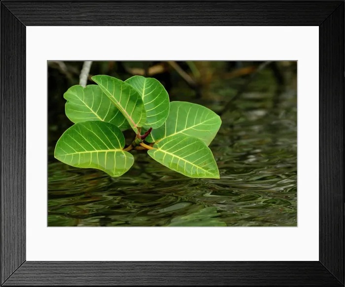Framed Print : Swamp or hippo fig (Ficus trichopoda). Kosi Bay. KwaZulu Natal. South Africa Framed Print : Swamp or hippo fig (Ficus trichopoda). Kosi Bay. KwaZulu Natal. South Africa