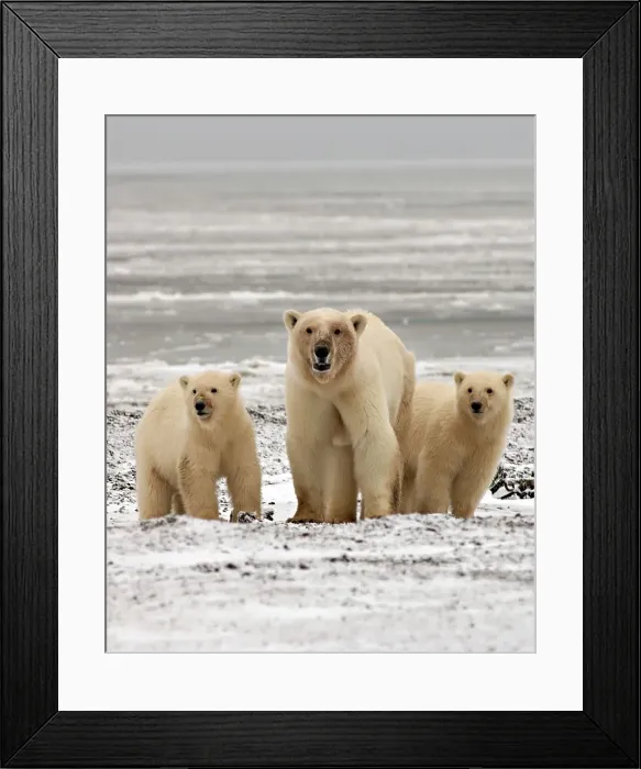 Framed Print : 4340, 4340-517 Framed Print : 4340, 4340-517