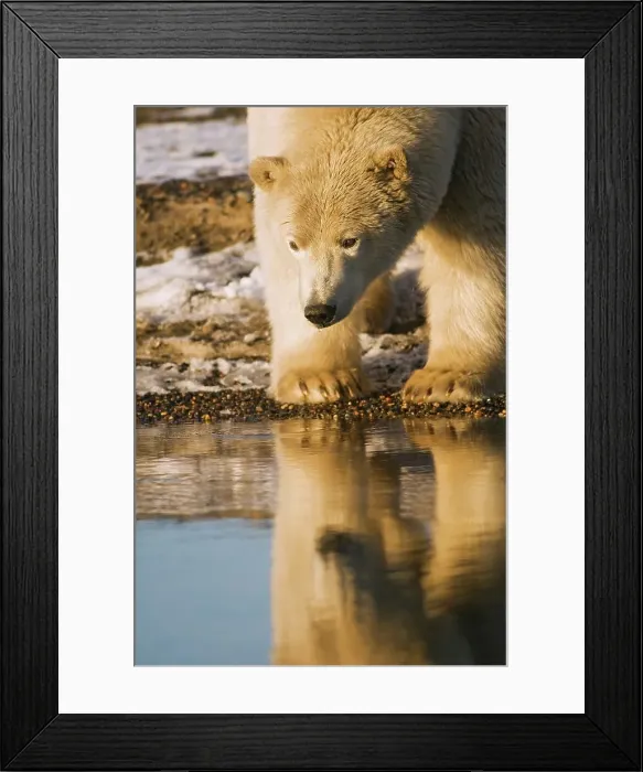 Framed Print : A young tagged polar bear (Ursus maritimus) boar along a barrier island during Fall freeze up Framed Print : A young tagged polar bear (Ursus maritimus) boar along a barrier island during Fall freeze up