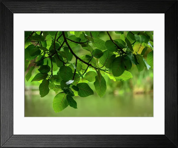 Framed Print : Swamp or hippo fig (Ficus trichopoda) Framed Print : Swamp or hippo fig (Ficus trichopoda)