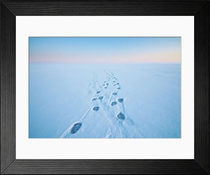 Framed Print : Polar bear (Ursus maritimus) footprints in the snow along a barrier island during Fall freeze up Framed Print : Polar bear (Ursus maritimus) footprints in the snow along a barrier island during Fall freeze up