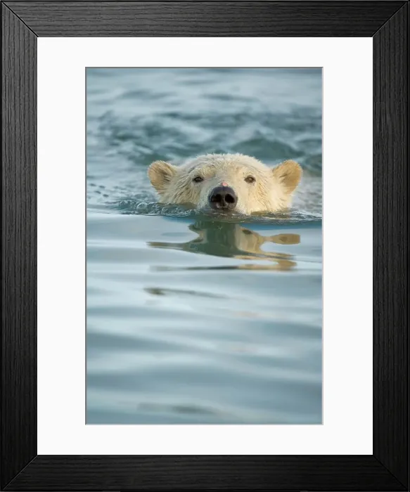 Framed Print : polar bear, Ursus maritimus, profile of a cub in the water as it waits for fall freeze up Framed Print : polar bear, Ursus maritimus, profile of a cub in the water as it waits for fall freeze up