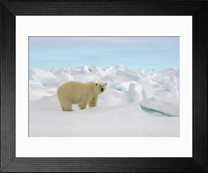 Framed Print : Polar Bear Looking for Food Framed Print : Polar Bear Looking for Food
