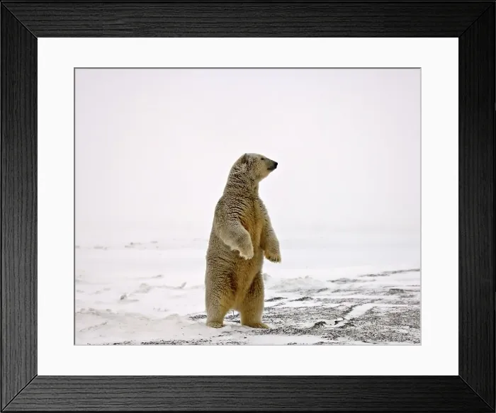 Framed Print : Adult Polar Bear Standing