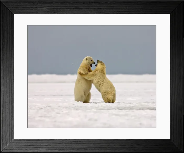 Framed Print : Polar Bear Subadults Play Fighting