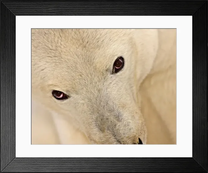 Framed Print : Polar Bear Eyes Framed Print : Polar Bear Eyes