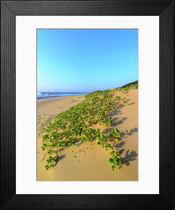 Framed Print : Mabibi. Costal view showing Inkberry, Beachberry, Gullfeed, Half Flower or Waxy Bush Framed Print : Mabibi. Costal view showing Inkberry, Beachberry, Gullfeed, Half Flower or Waxy Bush