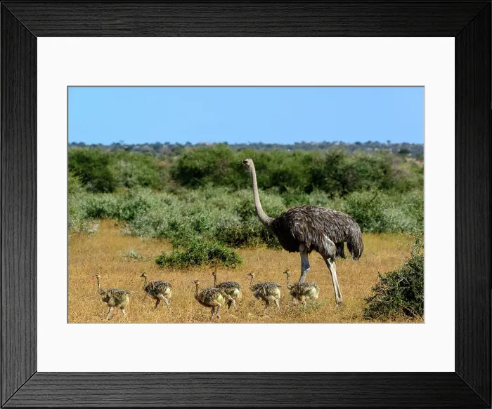 Framed Print : Mashatu Game Reserve