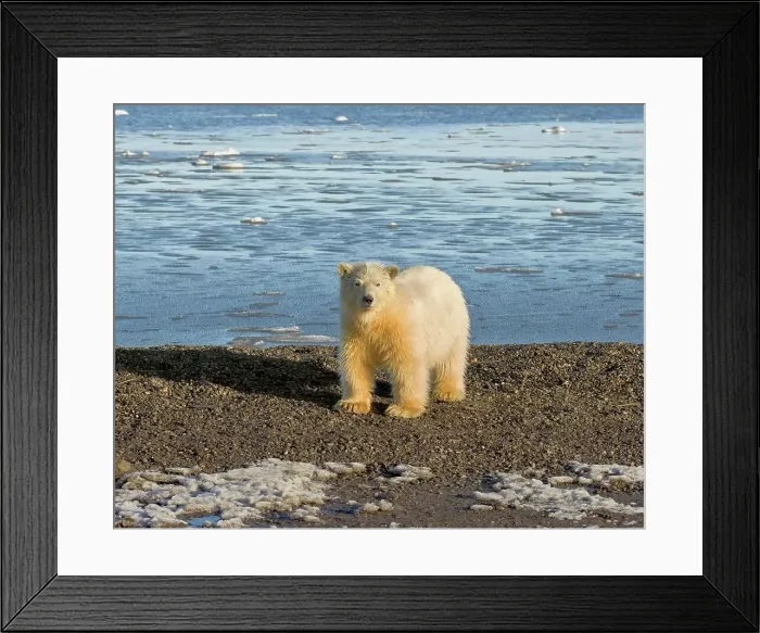 Framed Print : 4340, 4340-558 Framed Print : 4340, 4340-558