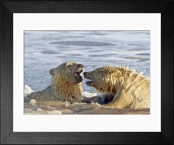 Framed Print : Polar Bear Cubs Playing in Slushy Water Framed Print : Polar Bear Cubs Playing in Slushy Water